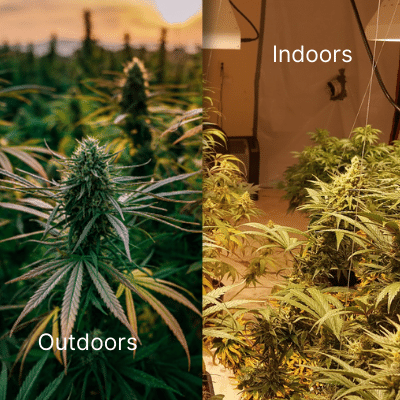 Cannabis Cultivation -Indoors and Doors