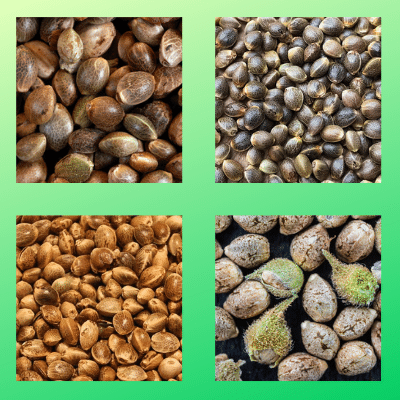 Types of cannabis seeds - Cannarite South Africa