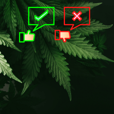 pros-and-cons-of-consuming-cannabis-everyday-cannarite
