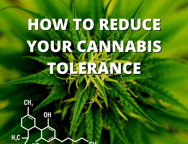 how-to-reset-your-cannabis-tolerance-vaperite-cannarite-south-africa